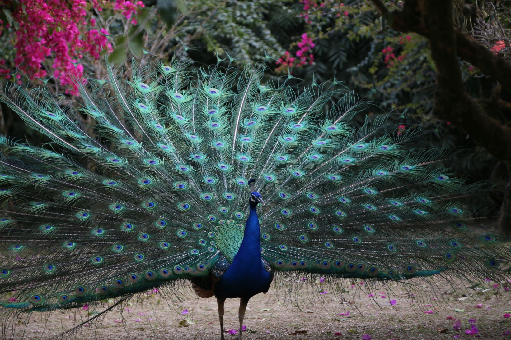6芒市勐巴娜西珍奇園.jpg